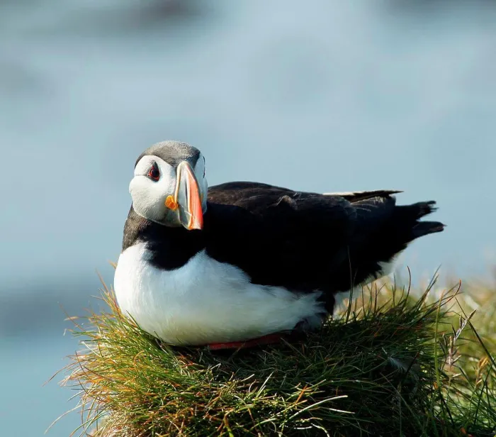Framed Print : Atlantic Puffin Iceland