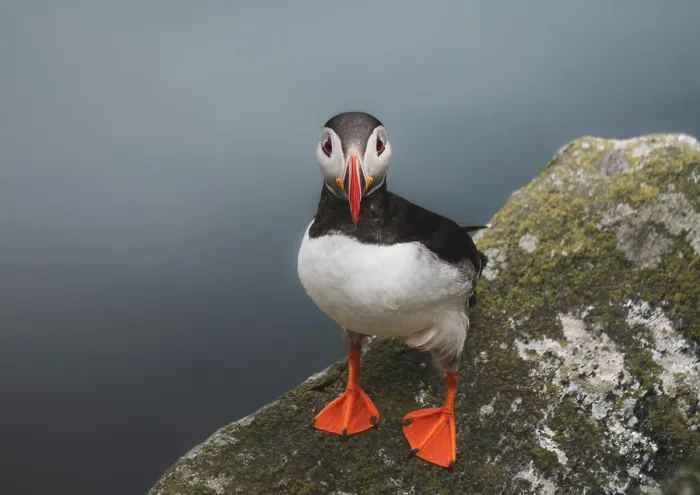 Framed Print : Atlantic puffin on the island of Runde in the Norway Framed Print : Atlantic puffin on the island of Runde in the Norway