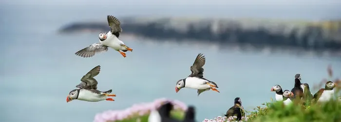 Framed Print : Atlantic Puffins (Fratercula arctica) flying on to the cliff top Framed Print : Atlantic Puffins (Fratercula arctica) flying on to the cliff top