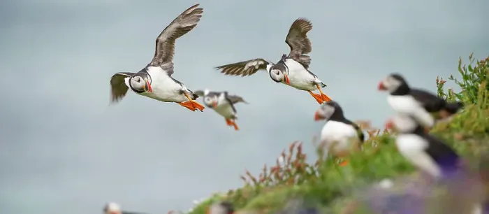 Framed Print : Atlantic Puffins (Fratercula arctica) flying on to the cliff top and gathering around burrows Framed Print : Atlantic Puffins (Fratercula arctica) flying on to the cliff top and gathering around burrows