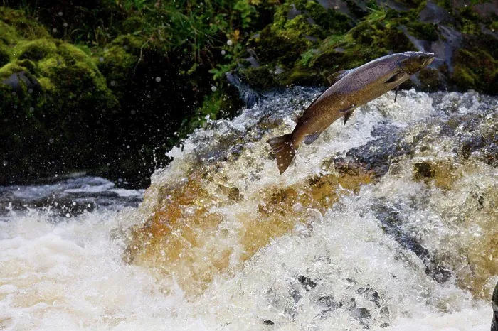 Framed Print : Atlantic Salmon (Salmo salar) adult Framed Print : Atlantic Salmon (Salmo salar) adult