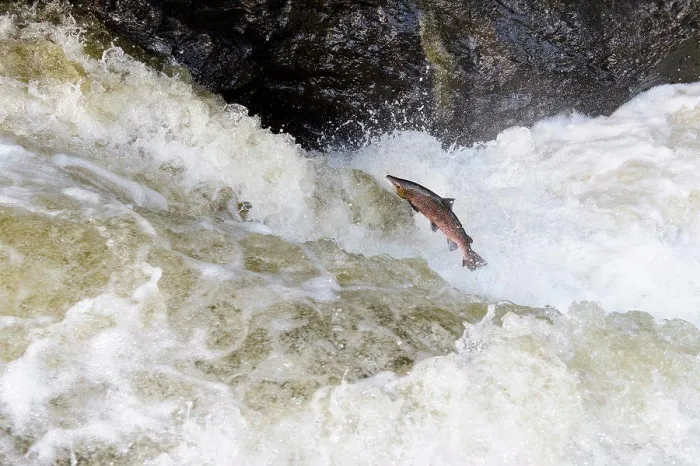 Framed Print : Atlantic Salmon (Salmo salar) adult Framed Print : Atlantic Salmon (Salmo salar) adult