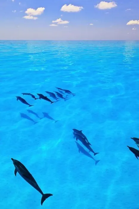Framed Print : Atlantic Spotted Dolphins, Stenella frontalis, swimming toward the horizon Framed Print : Atlantic Spotted Dolphins, Stenella frontalis, swimming toward the horizon