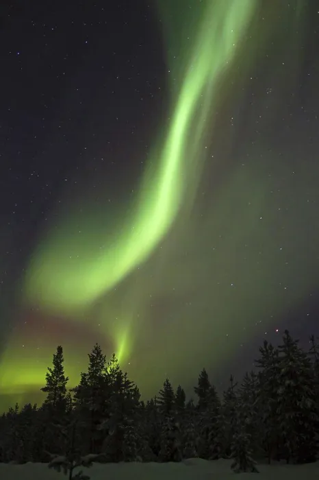 Framed Print : Aurora Borealis, over snow covered coniferous forest at night, Finland, february Framed Print : Aurora Borealis, over snow covered coniferous forest at night, Finland, february