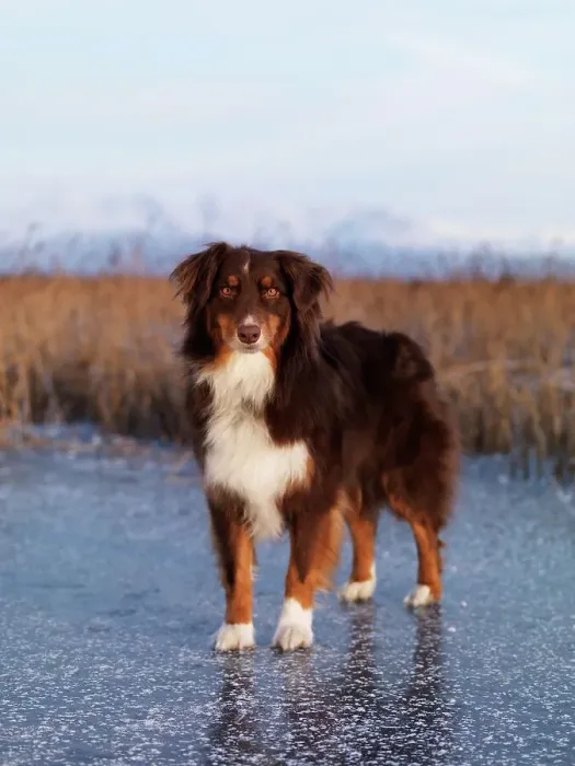 Framed Print : Australian Shepherd, AKC, 5-year-old Stony photographed at Palmer Hay Flats State Game Refuge in Wasilla Framed Print : Australian Shepherd, AKC, 5-year-old Stony photographed at Palmer Hay Flats State Game Refuge in Wasilla