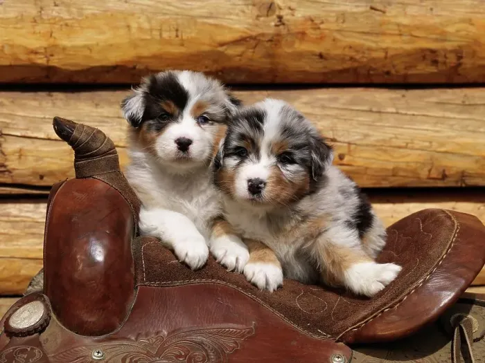Framed Print : Australian Shepherds, AKC, five-week-old puppies photographed in Fairbanks Framed Print : Australian Shepherds, AKC, five-week-old puppies photographed in Fairbanks