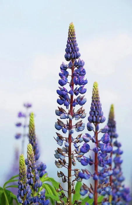 Framed Print : Austria, Lupine flower, close up Framed Print : Austria, Lupine flower, close up