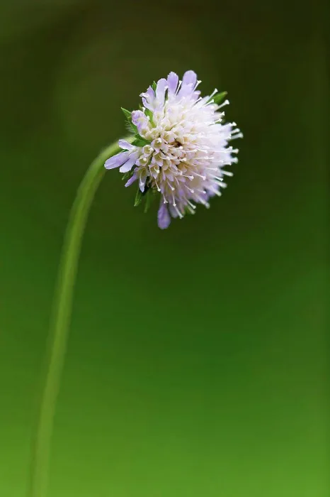 Framed Print : Austria, Scabious flower, close up Framed Print : Austria, Scabious flower, close up