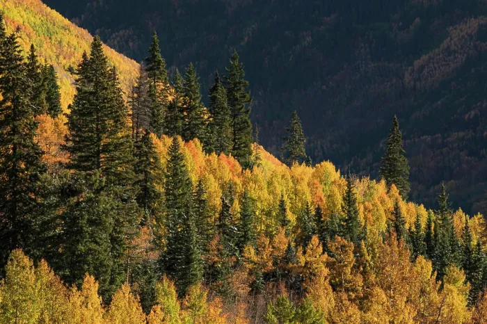 Framed Print : Autumn aspen trees on mountain slope from Million Dollar Highway near Crystal Lake, Ouray, Colorado