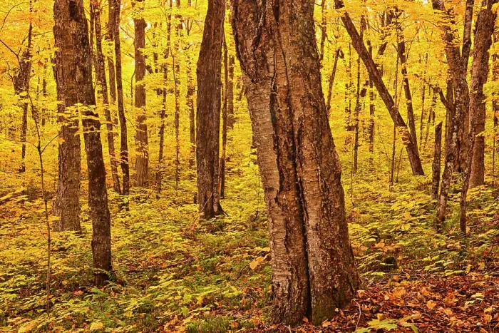 Framed Print : Autumn color in maple hardwood forest. Great Lakes - St. Lawrence Forest Region. La Mauricie National Park Quebec Canada Framed Print : Autumn color in maple hardwood forest. Great Lakes - St. Lawrence Forest Region. La Mauricie National Park Quebec Canada