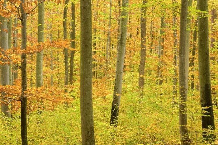 Framed Print : autumn forest - a forest in brightly coloured autumn foliage ranging from green to yellow and orange Framed Print : autumn forest - a forest in brightly coloured autumn foliage ranging from green to yellow and orange