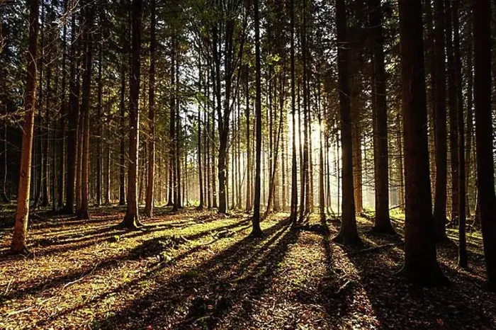 Framed Print : Autumn Forest, Morning, Black Forest, Germany, Europe Framed Print : Autumn Forest, Morning, Black Forest, Germany, Europe