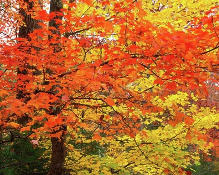 Framed Print : Autumn Maples along Roaring Fork Great Smoky Mountains National Park Appalachian Mountains Tennessee Framed Print : Autumn Maples along Roaring Fork Great Smoky Mountains National Park Appalachian Mountains Tennessee