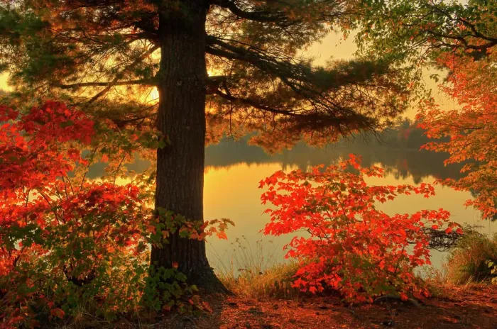 Framed Print : Autumn scenic at Beales Lake Wharncliffe Ontario Canada Framed Print : Autumn scenic at Beales Lake Wharncliffe Ontario Canada