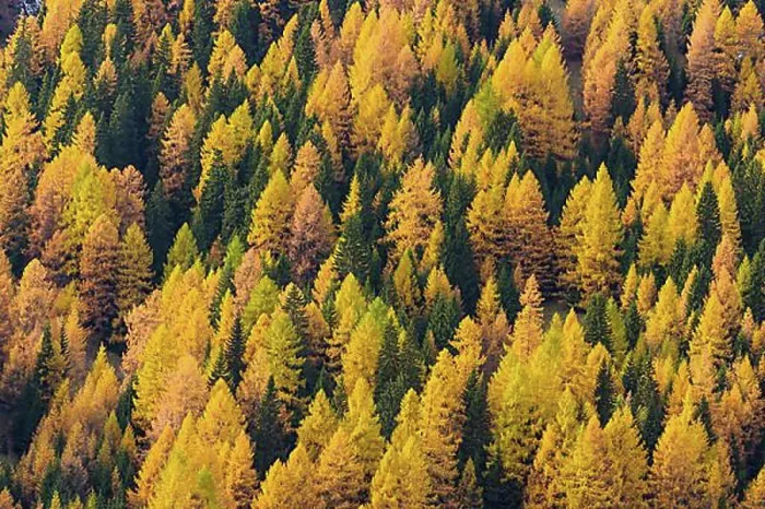 Framed Print : Autumnal colored mountain forest with larch trees, Cadore, Misurina, Belluno District, Veneto, Dolomites, Italy, Europe