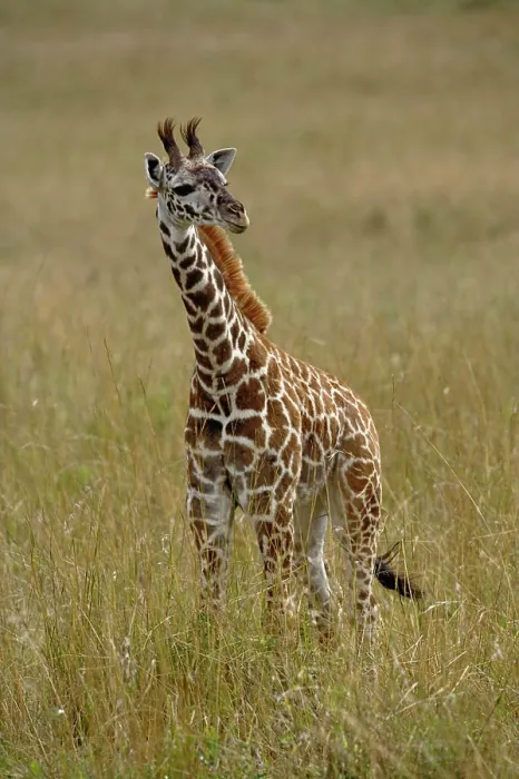 Framed Print : Baby Masai Giraffe, Giraffa camelopardalis tippelskirchi, Masai Mara Game Reserve, Kenya Framed Print : Baby Masai Giraffe, Giraffa camelopardalis tippelskirchi, Masai Mara Game Reserve, Kenya