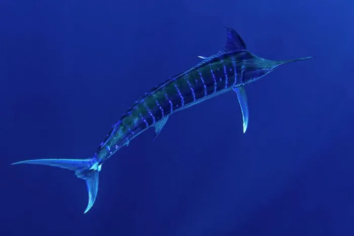 Framed Print : Bahamas, Blue marlin swimming near Cat Island Framed Print : Bahamas, Blue marlin swimming near Cat Island