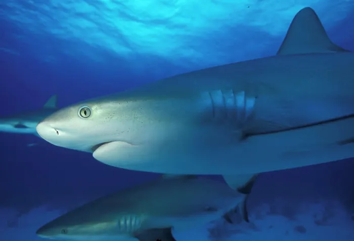 Framed Print : Bahamas. Caribbean reef shark Framed Print : Bahamas. Caribbean reef shark