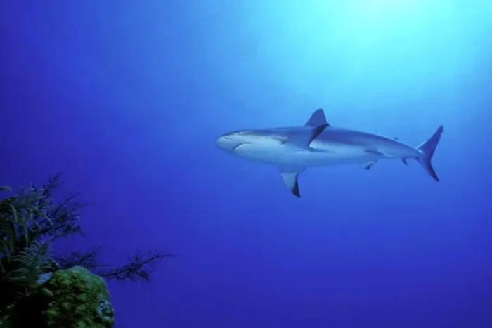 Framed Print : Bahamas Cat Cay Shark Dive Caribbean Reef Shark Framed Print : Bahamas Cat Cay Shark Dive Caribbean Reef Shark