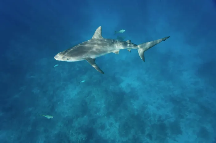 Framed Print : Bahamas, New Providence Island, Caribbean Reef Sharks (Carcharhinus perezi) swimming in Caribbean Sea Framed Print : Bahamas, New Providence Island, Caribbean Reef Sharks (Carcharhinus perezi) swimming in Caribbean Sea