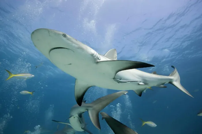 Framed Print : Bahamas, New Providence Island, Caribbean Reef Sharks (Carcharhinus perezi) swimming in Caribbean Sea Framed Print : Bahamas, New Providence Island, Caribbean Reef Sharks (Carcharhinus perezi) swimming in Caribbean Sea