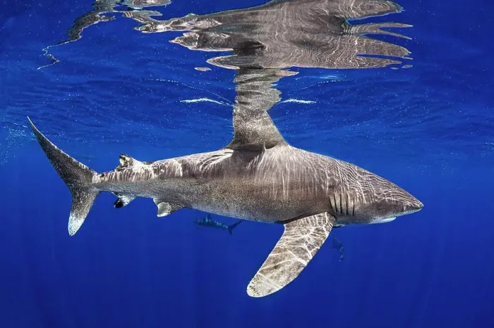 Framed Print : Bahamas, Oceanic whitetip shark swimming near Cat Island
