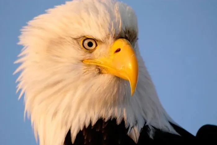 Framed Print : Bald Eagle Framed Print : Bald Eagle