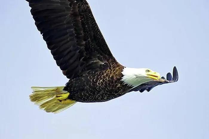 Framed Print : Bald eagle in flight, heraldic bird, proud, majestic, Prince Rupert, British Columbia, Canada, North America Framed Print : Bald eagle in flight, heraldic bird, proud, majestic, Prince Rupert, British Columbia, Canada, North America