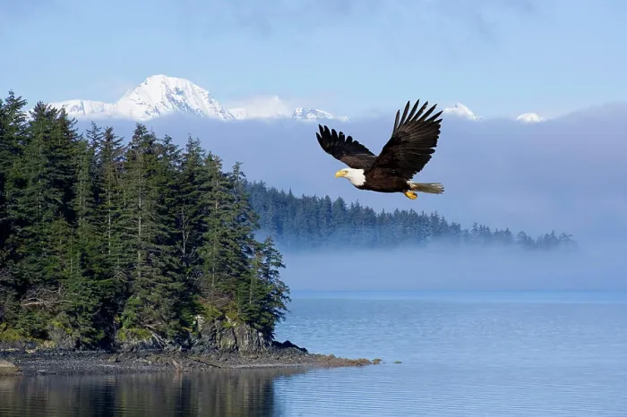 Framed Print : Bald Eagle In Flight Over The Inside Passage With Tongass National Forest In The Background, Alaska, Composite Framed Print : Bald Eagle In Flight Over The Inside Passage With Tongass National Forest In The Background, Alaska, Composite