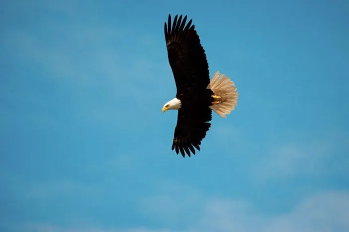 Framed Print : Bald Eagle, Glacier Bay National Park and Preserve, Alaska, USA Glacier Bay National Park and Preserve, Alaska, USA Framed Print : Bald Eagle, Glacier Bay National Park and Preserve, Alaska, USA Glacier Bay National Park and Preserve, Alaska, USA