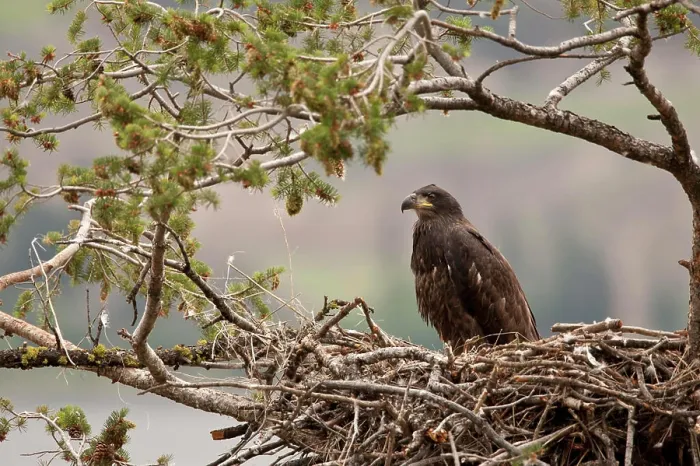Framed Print : Bald Eagle, Haliaeetus leucocephalus, Okanagan, nest, Okanagan, BC, Canada Framed Print : Bald Eagle, Haliaeetus leucocephalus, Okanagan, nest, Okanagan, BC, Canada