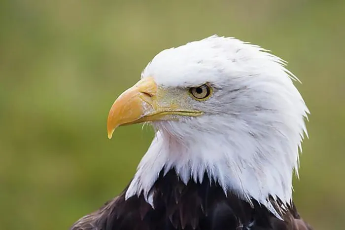Framed Print : Bald eagle (Haliaeetus leucocephalus), animal portrait, captive, Hesse, Germany, Europe Framed Print : Bald eagle (Haliaeetus leucocephalus), animal portrait, captive, Hesse, Germany, Europe