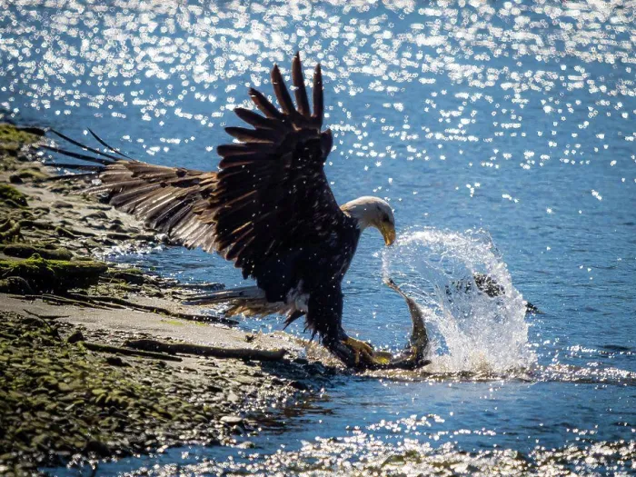 Framed Print : Bald Eagle (Haliaeetus leucocephalus) fishing along the shores of Auk Bay near Juneau, Alaska's Inside Passage