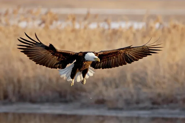 Framed Print : Bald eagle Haliaeetus leucocephalus in flight on final approach Framed Print : Bald eagle Haliaeetus leucocephalus in flight on final approach