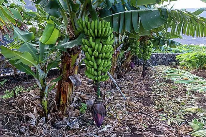 Framed Print : Banana plantation Banana tree, perennial with bananas (Musa), El Hierro, Canary Islands, Spain, Europe Framed Print : Banana plantation Banana tree, perennial with bananas (Musa), El Hierro, Canary Islands, Spain, Europe