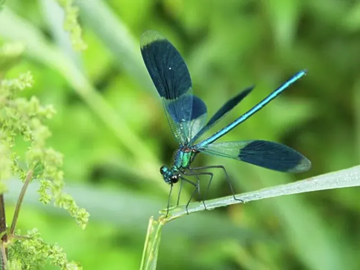 Framed Print : Banded Demoiselle, Amperauen, Germany