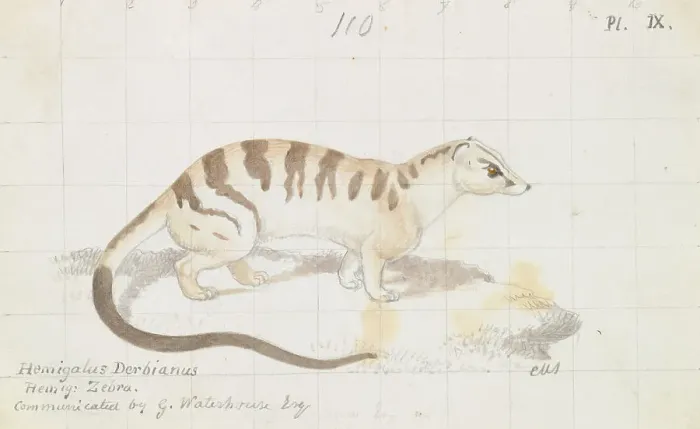 Framed Print : Banded Palm Civet Charles Hamilton Smith 1776-1859 Framed Print : Banded Palm Civet Charles Hamilton Smith 1776-1859