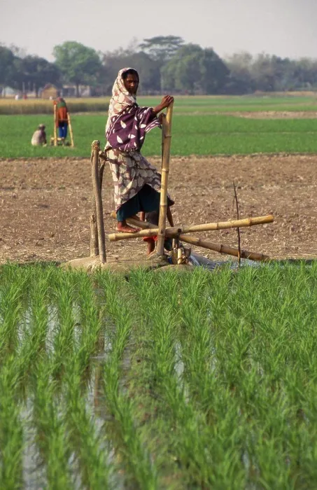 Framed Print : Bangladesh, Bogra, Woman Operating Treadle Pump Irrigating Rice Fields Framed Print : Bangladesh, Bogra, Woman Operating Treadle Pump Irrigating Rice Fields