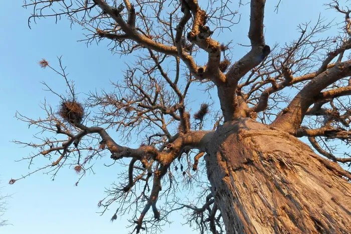 Framed Print : Baobab (Adansonia digitata) in Mopani Camp Framed Print : Baobab (Adansonia digitata) in Mopani Camp