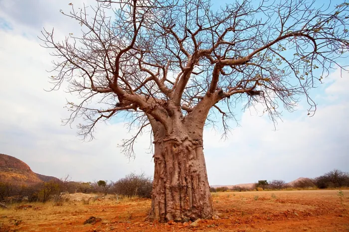 Framed Print : Baobab baobab tree in Namibia, Africa Copyright: xZoonar.com / GalynaxAndrushkox 16798012 Framed Print : Baobab baobab tree in Namibia, Africa Copyright: xZoonar.com / GalynaxAndrushkox 16798012