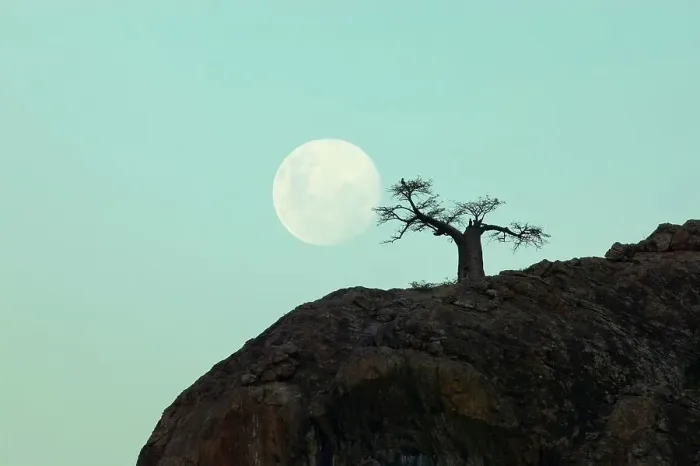 Framed Print : Baobab Tree (Andansonia digitata) on Mmamagwa Hill at moonrise Framed Print : Baobab Tree (Andansonia digitata) on Mmamagwa Hill at moonrise