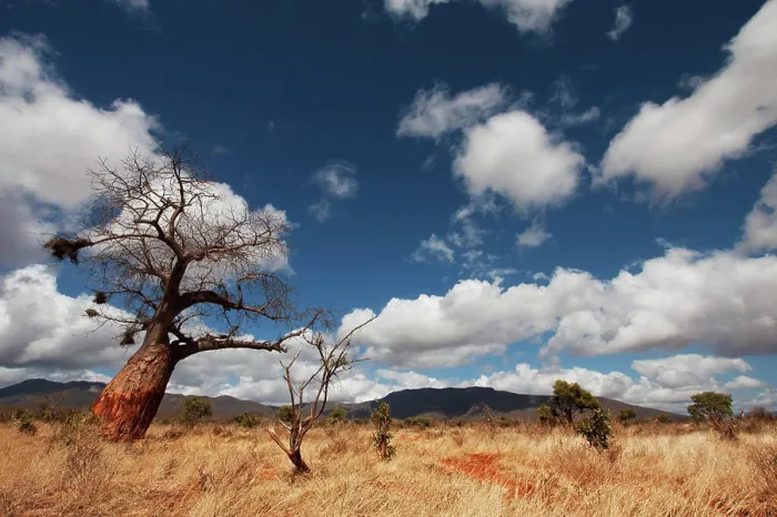 Framed Print : baobab tree and blue sky, masai mara national park, kenya, africa Copyright: xStefanxTomassetti / DinodiaxPhotox
