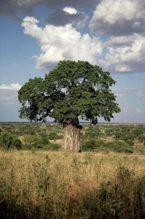 Framed Print : Baobab tree Tanzania Framed Print : Baobab tree Tanzania