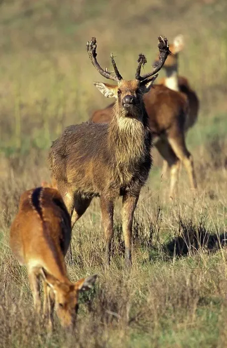 Framed Print : Barasingha Deer or Swamp Deer, cervus duvauceli, Male and Females Framed Print : Barasingha Deer or Swamp Deer, cervus duvauceli, Male and Females