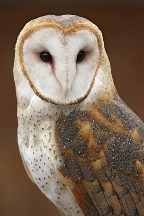 Framed Print : Barn Owl