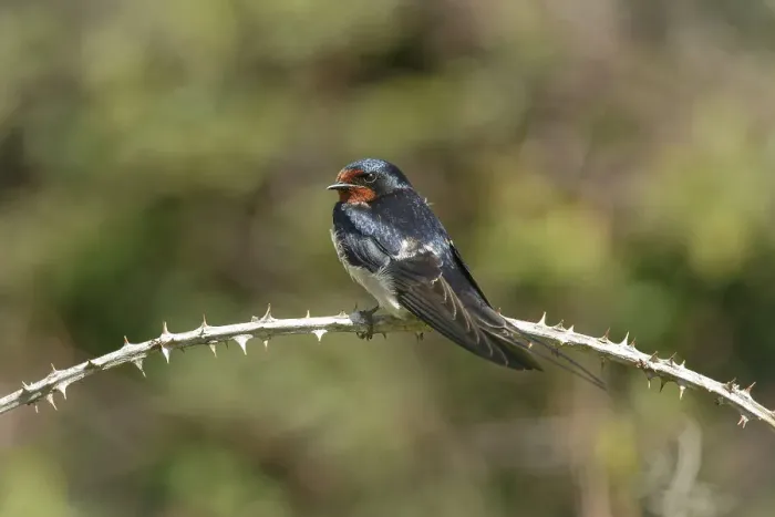 Framed Print : Barn Swallow Hirundo rustica, resting on bramble perch Framed Print : Barn Swallow Hirundo rustica, resting on bramble perch