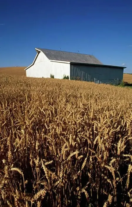 Framed Print : Barn in a wheat field, Missouri, USA Framed Print : Barn in a wheat field, Missouri, USA