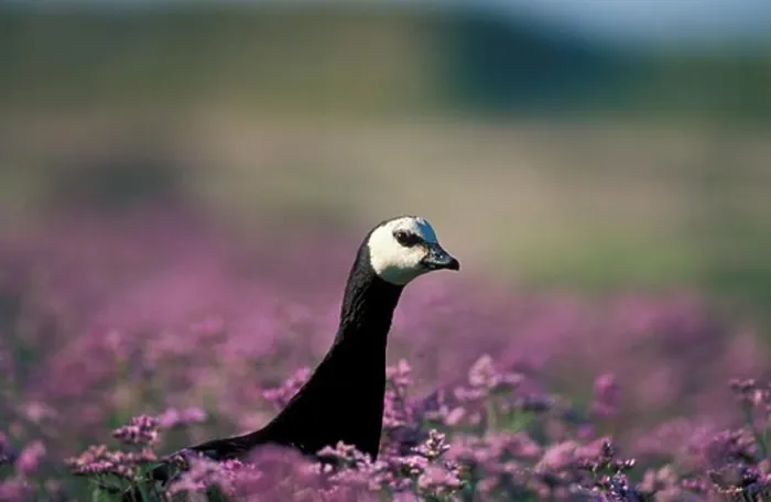 Framed Print : Barnacle Goose (Branta leucopsis) in sea lavender, Belgium / Bernache Nonette dans lavande de mer. Belgique Framed Print : Barnacle Goose (Branta leucopsis) in sea lavender, Belgium / Bernache Nonette dans lavande de mer. Belgique