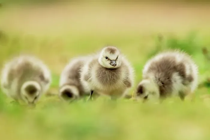 Framed Print : Barnacle Goose Goslings (Branta leucopis) isolated background on grass Framed Print : Barnacle Goose Goslings (Branta leucopis) isolated background on grass