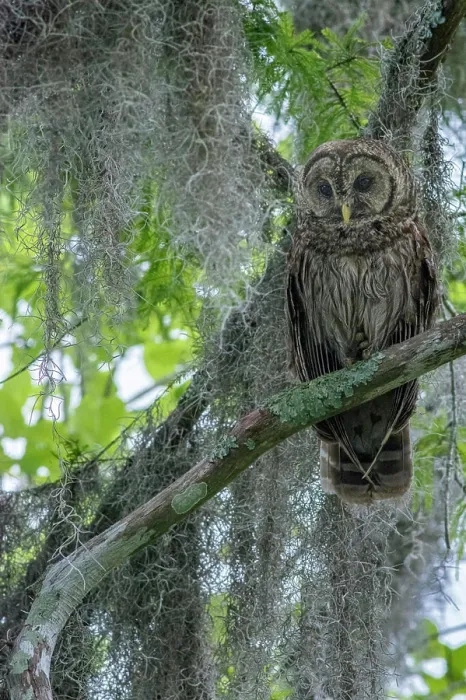 Framed Print : Barred owl perched in cypress forest, Manchac Swamp kayak tour near New Orleans, Louisiana, USA Framed Print : Barred owl perched in cypress forest, Manchac Swamp kayak tour near New Orleans, Louisiana, USA
